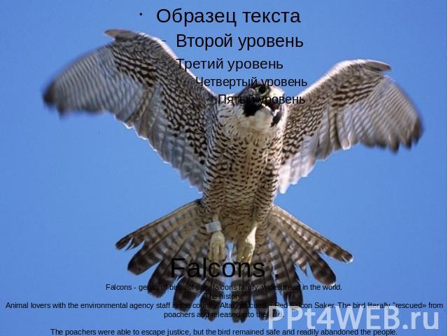 Falcons .Falcons - genus of birds of prey falcons family, widespread in the world.The history.Animal lovers with the environmental agency staff in the country