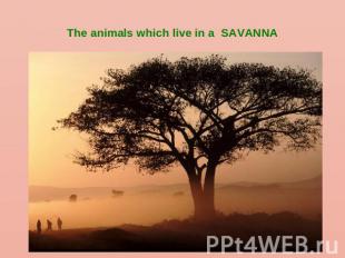 The animals which live in a SAVANNA