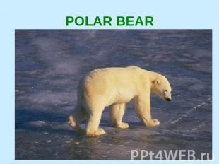 POLAR BEAR