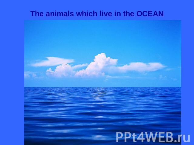 The animals which live in the OCEAN