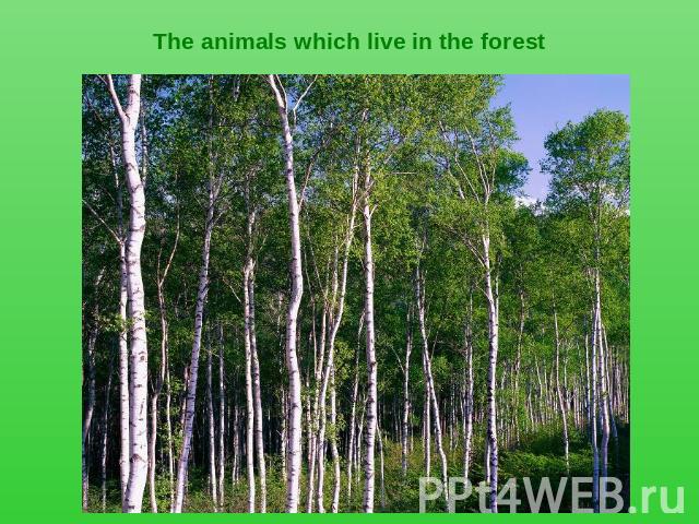 The animals which live in the forest