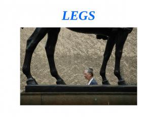 LEGS