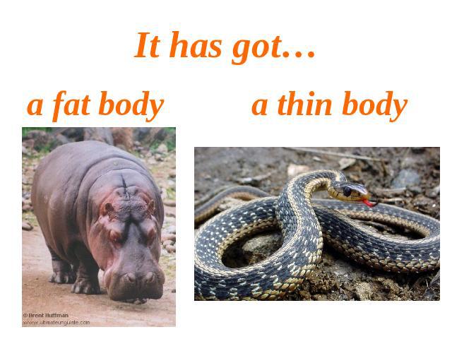 It has got…a fat body a thin body
