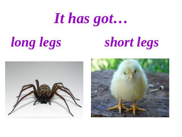 It has got…long legs short legs