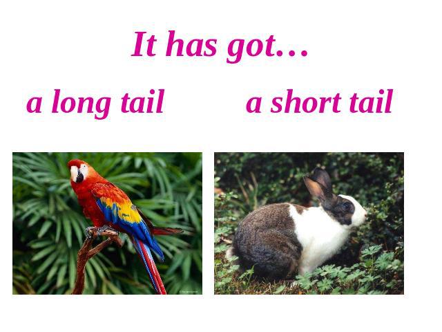 It has got…a long tail a short tail