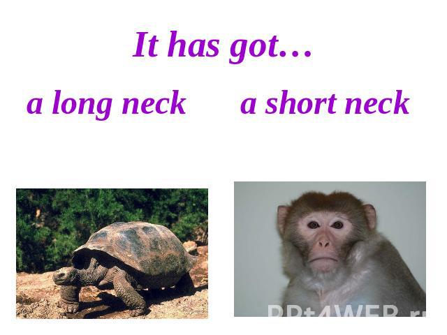 It has got…a long neck a short neck