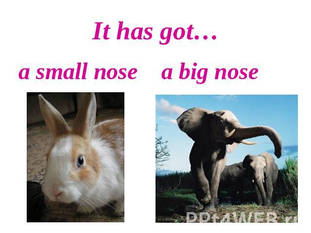 It has got…a small nose a big nose