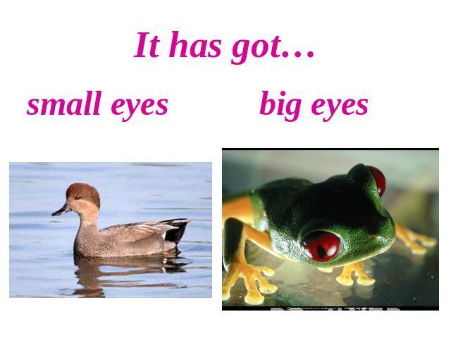 It has got…small eyes big eyes