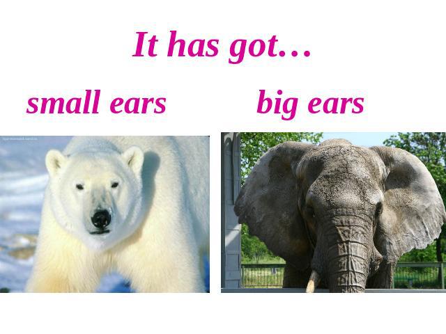 It has got…small ears big ears