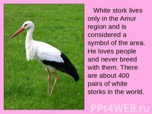 White stork lives only in the Amur region and is considered a symbol of the area