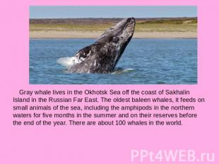 Gray whale lives in the Okhotsk Sea off the coast of Sakhalin Island in the Russ
