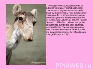 The saiga antelope, recognizable by an extremely unusual, oversized and flexible