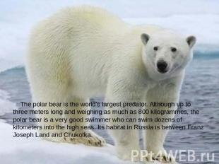 The polar bear is the world's largest predator. Although up to three meters long