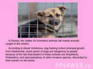 In Russia, the shelter for homeless animals fall mainly animals caught in the st