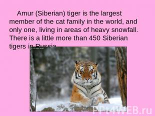 Amur (Siberian) tiger is the largest member of the cat family in the world, and