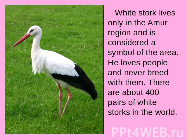 White stork lives only in the Amur region and is considered a symbol of the area. He loves people and never breed with them. There are about 400 pairs of white storks in the world.