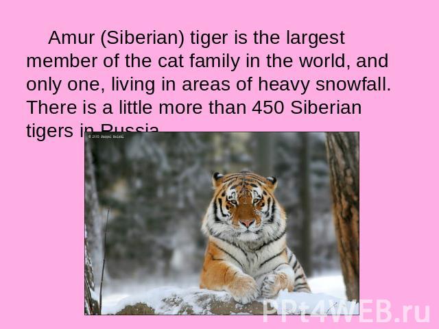 Amur (Siberian) tiger is the largest member of the cat family in the world, and only one, living in areas of heavy snowfall. There is a little more than 450 Siberian tigers in Russia.