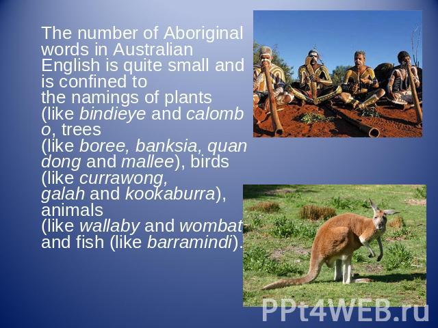 The number of Aboriginal words in Australian English is quite small and is confined to the namings of plants (like bindieye and calombo, trees (like boree, banksia, quandong and mallee), birds (like currawong, galah and kookaburra), animals (like wa…