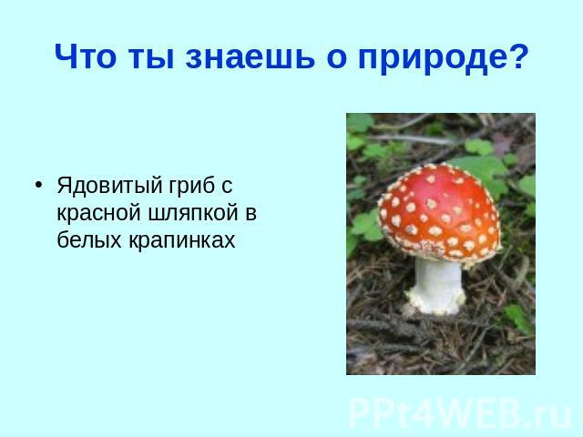 Что ты знаешь о природе? Ядовитый гриб с красной шляпкой в белых крапинках