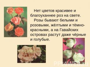 Нет цветов красивее и благоуханнее роз на свете.Розы бывают белыми и розовыми, ж