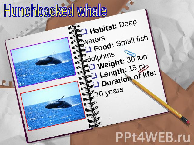 Hunchbacked whale