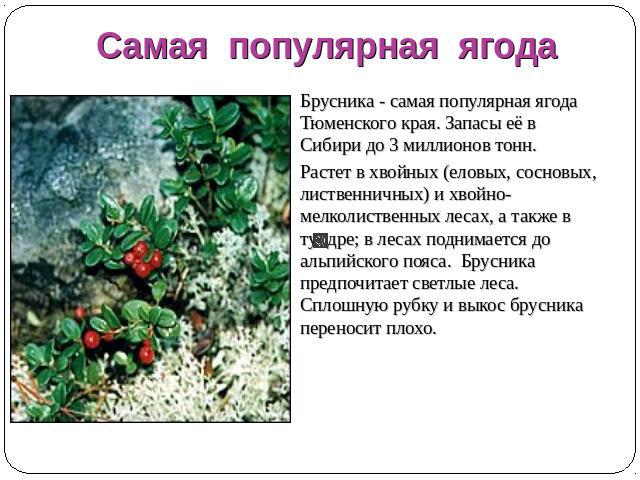 Самая популярная ягода Брусника - самая популярная ягода Тюменского края. Запасы её в Сибири до 3 миллионов тонн. Растет в хвойных (еловых, сосновых, лиственничных) и хвойно-мелколиственных лесах, а также в тундре; в лесах поднимается до альпийского…