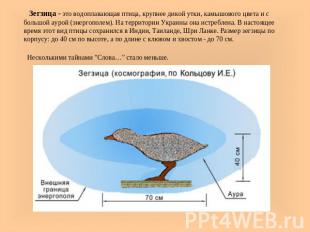 Зегзица - это водоплавающая птица, крупнее дикой утки, камышового цвета и с боль
