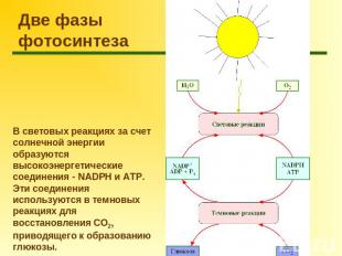 Две фазы фотосинтеза В световых реакциях за счет солнечной энергии образуются вы
