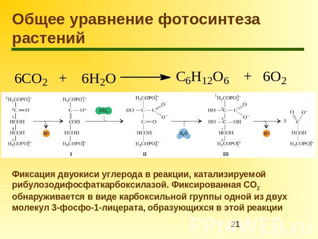 Общее уравнение фотосинтеза растений Фиксация двуокиси углерода в реакции, катализируемой рибулозодифосфаткарбоксилазой. Фиксированная СО2 обнаруживается в виде карбоксильной группы одной из двух молекул 3-фосфо-1-лицерата, образующихся в этой реакции