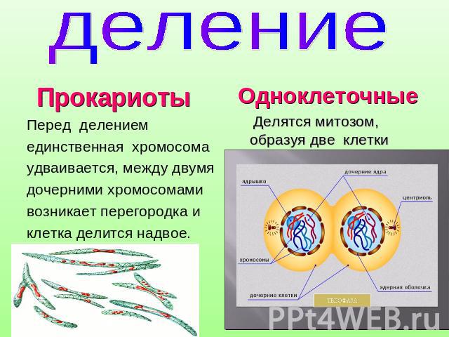 деление Прокариоты Перед делением единственная хромосома удваивается, между двумя дочерними хромосомами возникает перегородка и клетка делится надвое. Одноклеточные Делятся митозом, образуя две клетки