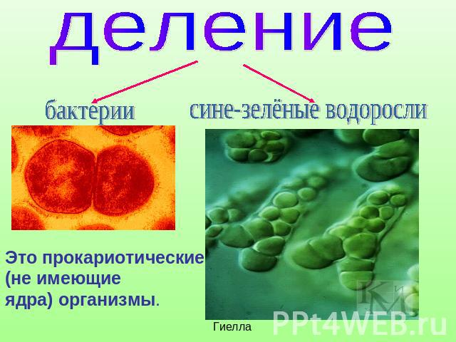 деление бактерии сине-зелёные водоросли Это прокариотические (не имеющие ядра) организмы.