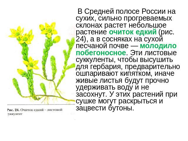 В Средней полосе России на сухих, сильно прогреваемых склонах растет небольшое растение очиток едкий (рис. 24), а в сосняках на сухой песчаной почве — молодило побегоносное. Эти листовые суккуленты, чтобы высушить для гербария, предварительно ошпари…