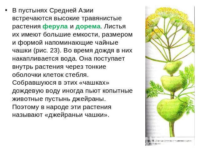 В пустынях Средней Азии встречаются высокие травянистые растения ферула и дорема. Листья их имеют большие емкости, размером и формой напоминающие чайные чашки (рис. 23). Во время дождя в них накапливается вода. Она поступает внутрь растения через то…