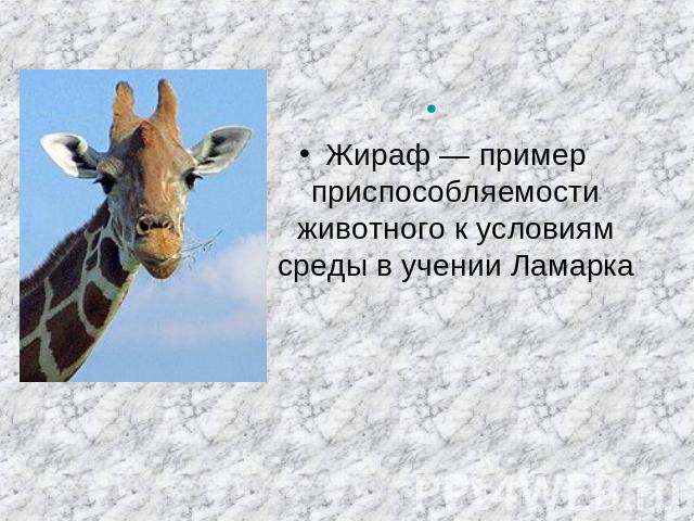 Жираф — пример приспособляемости животного к условиям среды в учении Ламарка