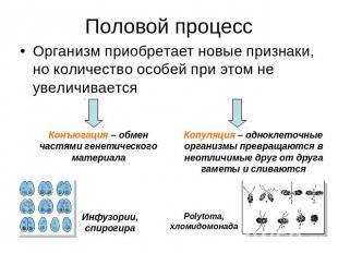 Половой процесс Организм приобретает новые признаки, но количество особей при эт