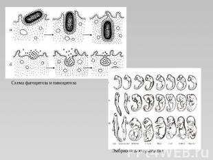 Схема фагоцитоза и пиноцитоза Эмбриональное развитие