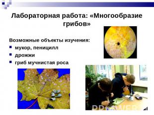 Лабораторная работа: «Многообразие грибов» Возможные объекты изучения: мукор, пе