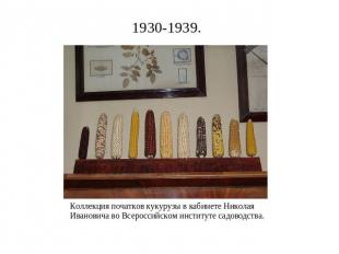 1930-1939. Коллекция початков кукурузы в кабинете Николая Ивановича во Всероссий