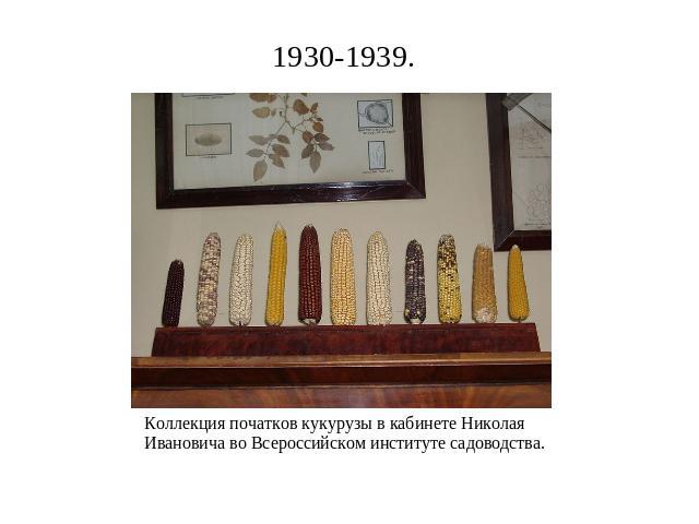 1930-1939. Коллекция початков кукурузы в кабинете Николая Ивановича во Всероссийском институте садоводства.