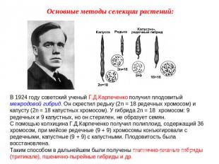 Основные методы селекции растений: В 1924 году советский ученый Г.Д.Карпеченко п