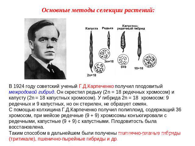 Основные методы селекции растений: В 1924 году советский ученый Г.Д.Карпеченко получил плодовитый межродовой гибрид. Он скрестил редьку (2n = 18 редечных хромосом) и капусту (2n = 18 капустных хромосом). У гибрида 2n = 18 хромосом: 9 редечных и 9 ка…