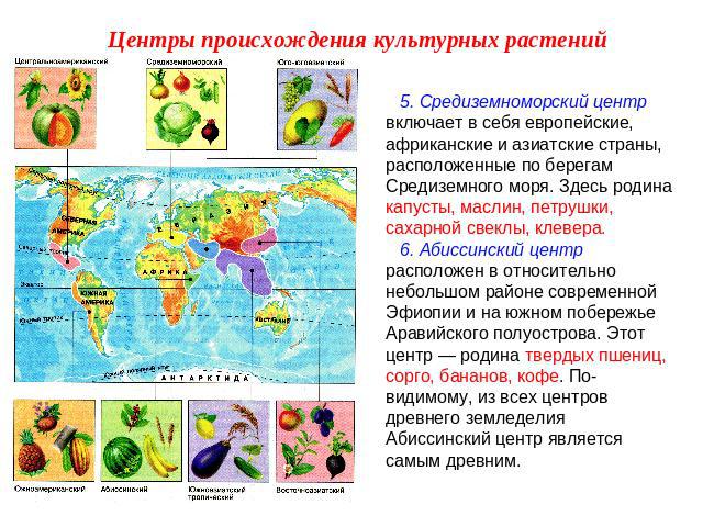 Центры происхождения культурных растений 5. Средиземноморский центр включает в себя европейские, африканские и азиатские страны, расположенные по берегам Средиземного моря. Здесь родина капусты, маслин, петрушки, сахарной свеклы, клевера. 6. Абиссин…