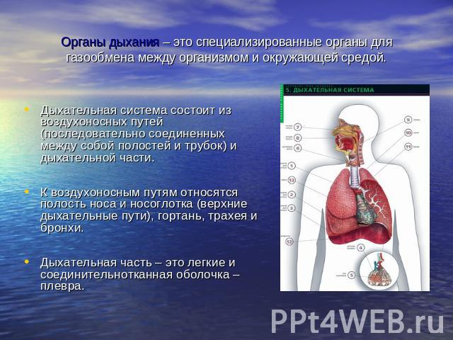 Органы дыхания – это специализированные органы для газообмена между организмом и окружающей средой. Дыхательная система состоит из воздухоносных путей (последовательно соединенных между собой полостей и трубок) и дыхательной части. К воздухоносным п…