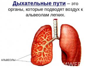 Дыхательные пути – это органы, которые подводят воздух к альвеолам легких. АЛЬВЕ