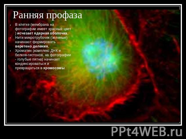 Ранняя профаза В клетке (мембрана на фотографии имеет красный цвет) исчезает ядерная оболочка, Нити микротрубочек (зеленые) начинают формировать веретено деления, Хроматин (комплекс ДНК и белков-гистонов, на фотографии - голубые пятна) начинает конд…