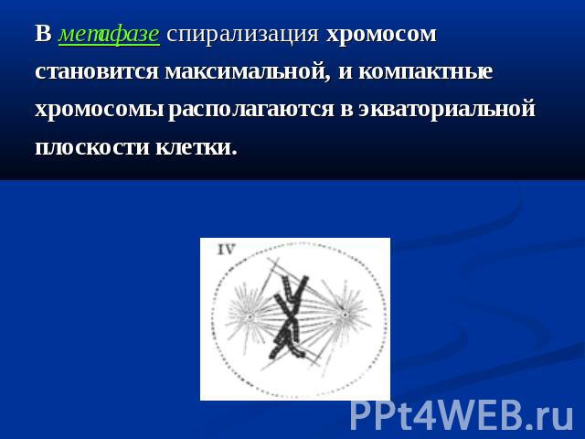 В метафазе спирализация хромосом становится максимальной, и компактные хромосомы располагаются в экваториальной плоскости клетки.