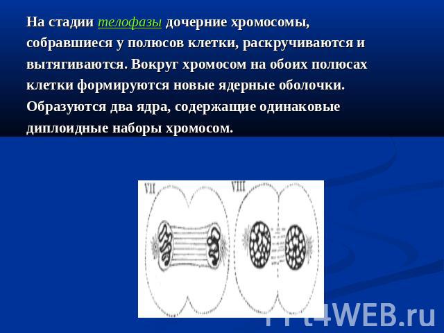 На стадии телофазы дочерние хромосомы, собравшиеся у полюсов клетки, раскручиваются и вытягиваются. Вокруг хромосом на обоих полюсах клетки формируются новые ядерные оболочки. Образуются два ядра, содержащие одинаковые диплоидные наборы хромосом.