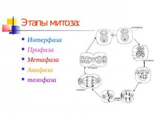 Этапы митоза: Интерфаза Профаза Метафаза Анафаза телофаза