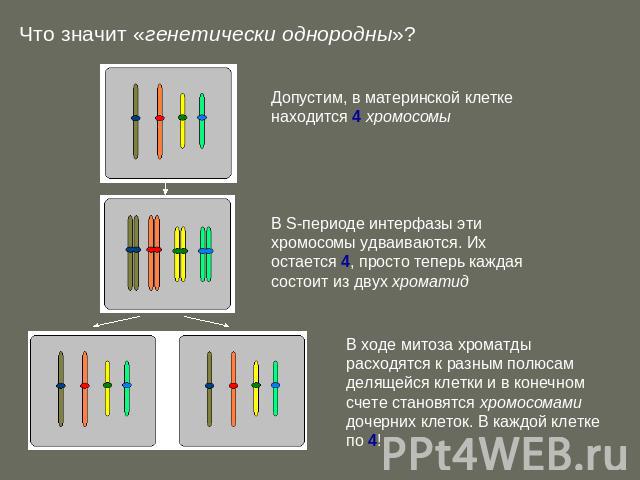 Что значит «генетически однородны»? Допустим, в материнской клетке находится 4 хромосомы В S-периоде интерфазы эти хромосомы удваиваются. Их остается 4, просто теперь каждая состоит из двух хроматид В ходе митоза хроматды расходятся к разным полюсам…
