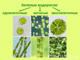 Зеленые водоросли одноклеточные нитчатые многоклеточные
